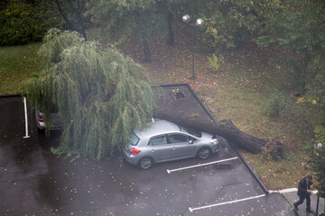 Tree fell on cars during rain
