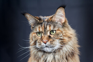 Close-up studio portrait of the muzzle large Maine Coon cat.