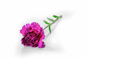 Closeup of a carnation on white background with copy space.