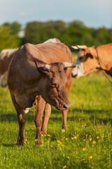 Fototapeta na wymiar brown cow grazing on the lawn