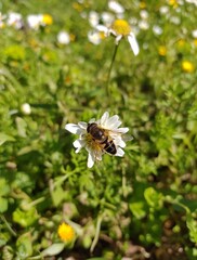 bee on a flower
