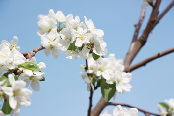 a blooming apple tree branches against a blue sky closeup and a bee