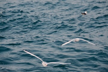 Three seagulls flying over the raging sea