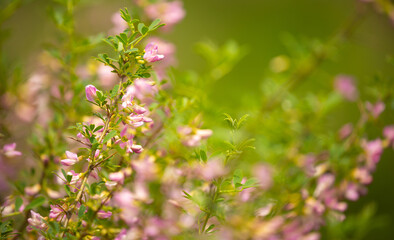 Blooming garden spring flowers. Blooming camel thorn in spring. Medicinal plant, pink flowers. Delicate floral landscape with blurry background and copy space.
