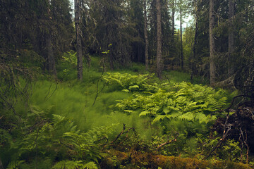 Green fern in forest. Green forest, trees. Summer