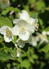 Obraz na płótnie Canvas blooming jasmine in spring closeup