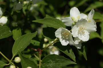 blooming jasmine in spring