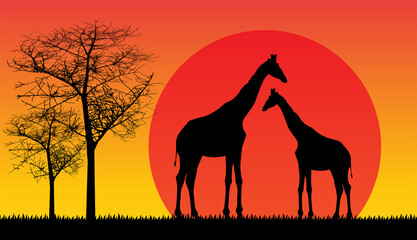 Fototapeta na wymiar silhouette giraffe