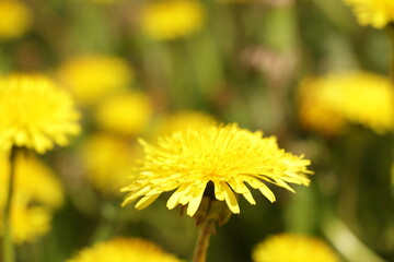 dandelion on a sunny day