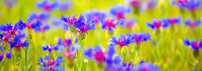 Spring flowers in the meadow. Cornflower field. Blue flowers in the green grass. Tender spring background with copy space and place for text.
