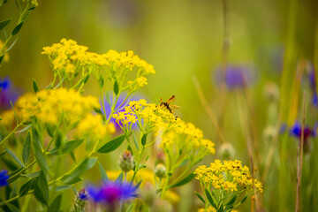 Spring flowers in the meadow. Cornflower field. Blue flowers in the green grass. Tender spring background with copy space and place for text.