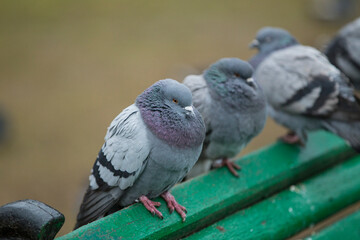 pigeons in the park