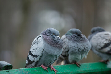 pigeons in the park