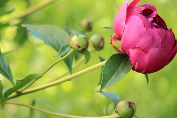 peony flower with buds closeup