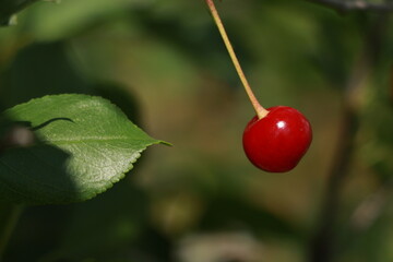 ripe cherry close-up