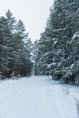 Fototapeta premium Road through winter pine forest with clear snow after snowfall. Winter landscape.