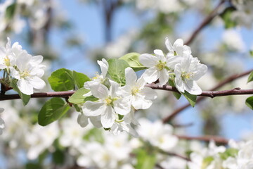 white apple tree blossoms against a blue sky