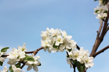 a blooming apple tree branch against a blue sky closeup