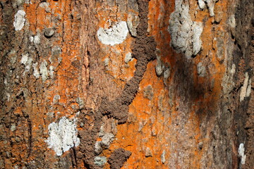 Bark of an indian silver oak tree with sunlight, Grevillea robusta tree bark texture