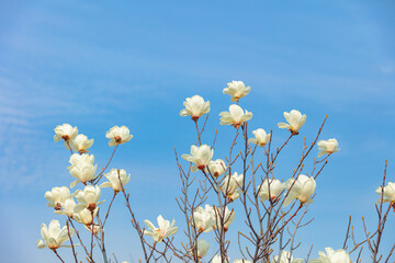 The magnolia flowers that herald spring have bloomed