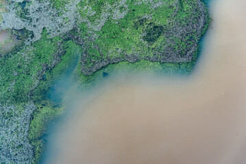 Vue aérienne d'algues sur de l'eau sale. Des algues ressemblant à un continent.