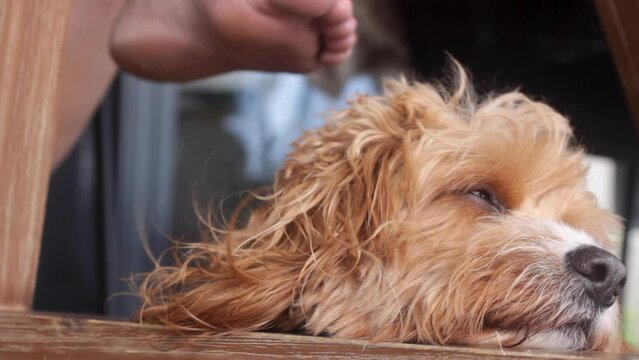 A loyal, sleepy dog rests at the feet of a pet owner, slowing drifting off to sleep. Cavoodle breed close up.