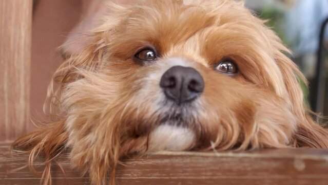 The face of an inquisitive, curious, alert, fluffy Cavapoo dog, eventually dosing off at the feet of the pet owner. Close up.