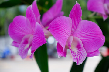 purple orchid flower