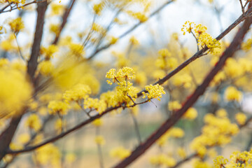 Cornus officinalis, heralding spring, has bloomed