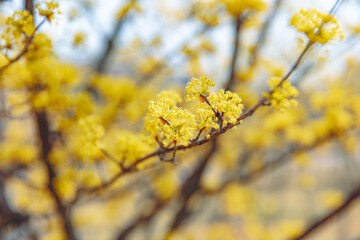 Cornus officinalis, heralding spring, has bloomed
