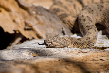 Rattlesnake 1