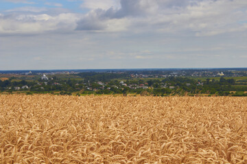 field of ripe wheat,landscape of wheat outside the village