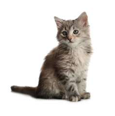 Cute fluffy kitten on white background. Baby animal