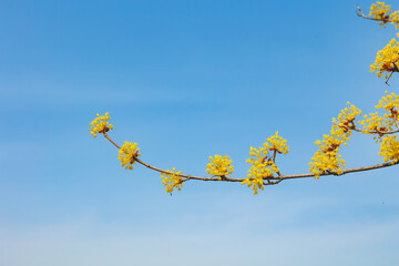 Cornus officinalis, heralding spring, has bloomed