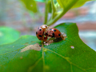 koksi beetle mating on a leaf