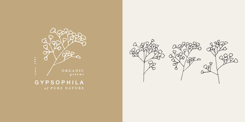 Vector illustration gypsophila branch - vintage engraved style. Logo composition in retro botanical style. - obrazy, fototapety, plakaty