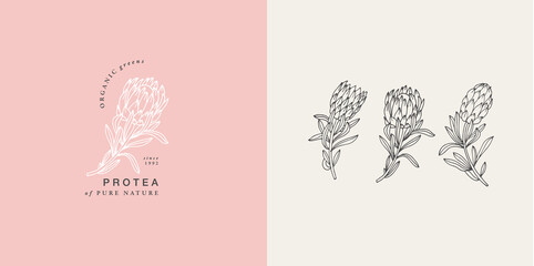 Vector illustration protea flower- vintage engraved style. Logo composition in retro botanical style. - obrazy, fototapety, plakaty