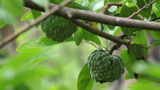 Annona squamosa (also called Srikaya) with a natural background. In traditional Indian, Thai, and American medicine, the leaves are used in a decoction to treat dysentery and urinary tract infection