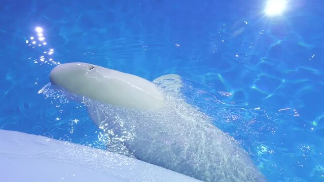 Beluga whales train in the large pool of the dolphinarium performing different commands of the trainer