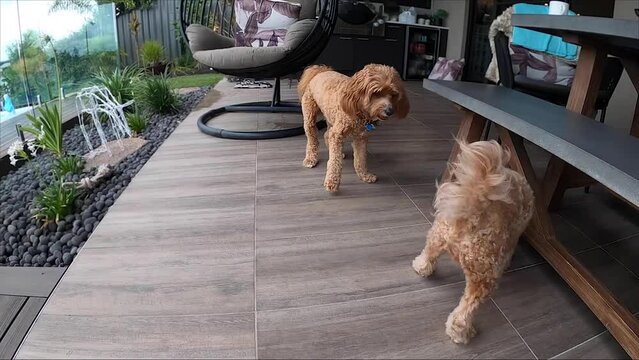 Two Cavapoo dogs compete and chase a ball in a game of catch. Old dog new tricks.