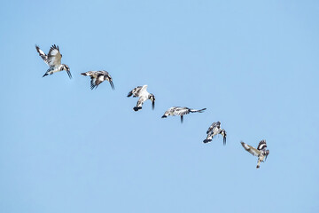 A Pied Kingfisher (Ceryle rudis) hovering above the river. Pied Kingfisher on blue sky background.