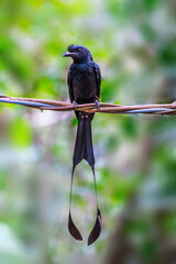 Greater Racket-tailed Drongo (Dicrurus paradiseus) on tree stump on nature background.