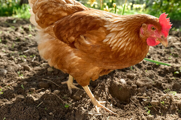 Free-grazing domestic hen on a traditional free range poultry organic farm. Adult chicken walking on the soil.
