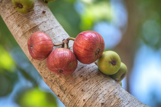 Fresh Figs fruit hanging on the branch of Indian fig tree or goolar ( gular), in Bengali Dumur fruit edible with purplish red skin and soft, sweet flesh with many seeds. Horticultural Spanish.