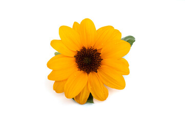 Sunflowers are blooming isolated on white background.