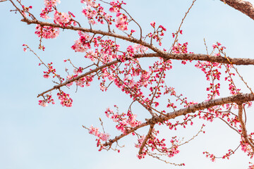 Red plum blossoms heralding spring