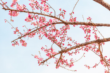 Red plum blossoms heralding spring