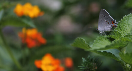 Gray Hairstreak Butterfly - Strymon melinus on Lantana Leaf