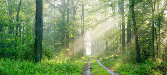 Fototapeta na wymiar Panorama of Footpath through natural sunny green forest with morning fog in summer