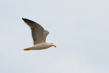 Seagull 1